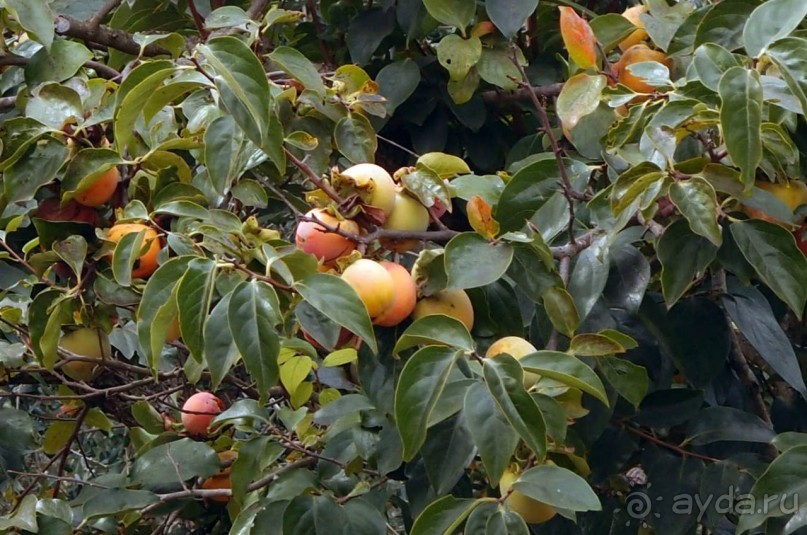 Вкус Апулии или Южанка без прикрас