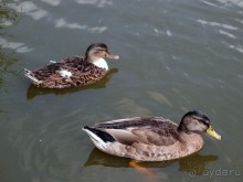 Альбом отзыва "Дюны и музеи Раверсайде"