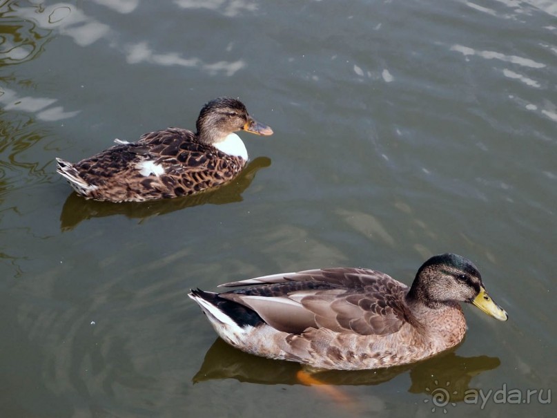 Дюны и музеи Раверсайде