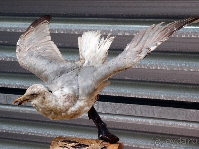 Дюны и музеи Раверсайде