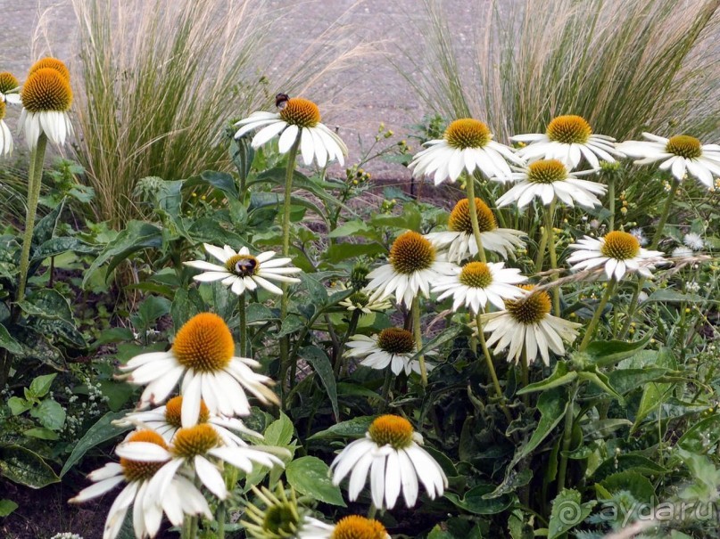 Дюны и музеи Раверсайде