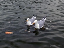 Впечатления