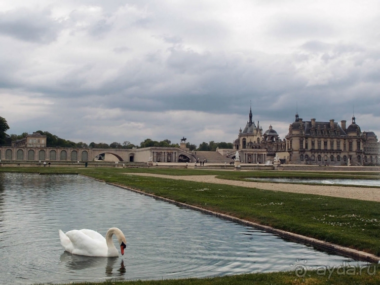 Лебединая сказка в парке Шантийи