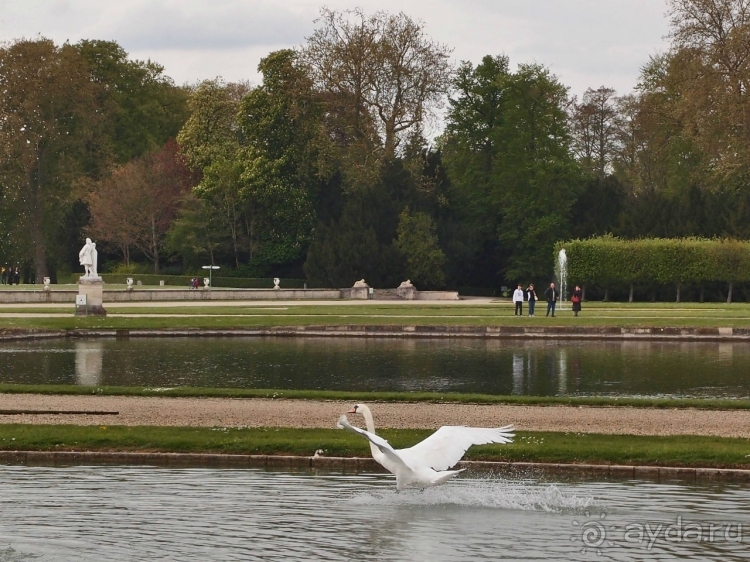 Лебединая сказка в парке Шантийи