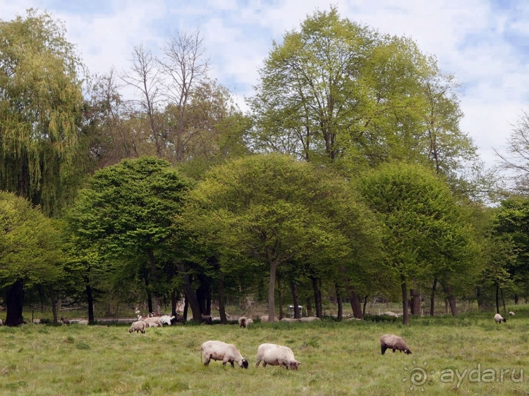 Лебединая сказка в парке Шантийи