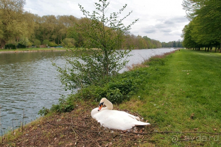 Лебединая сказка в парке Шантийи