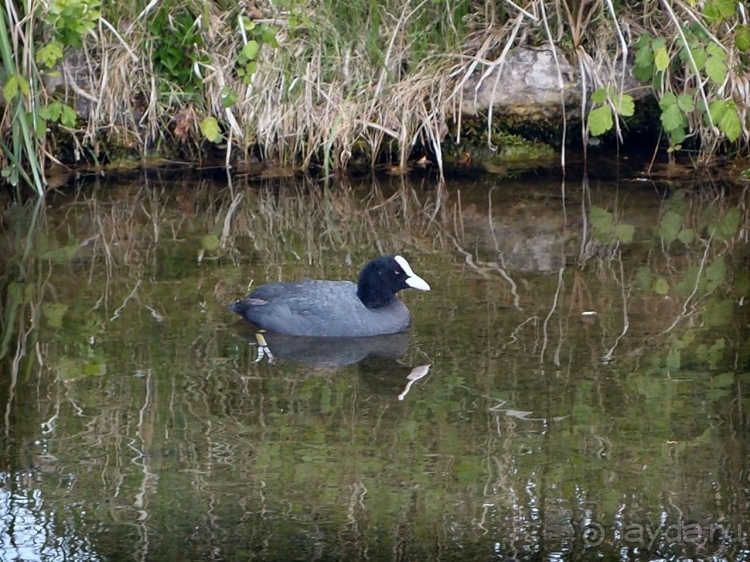 Лебединая сказка в парке Шантийи