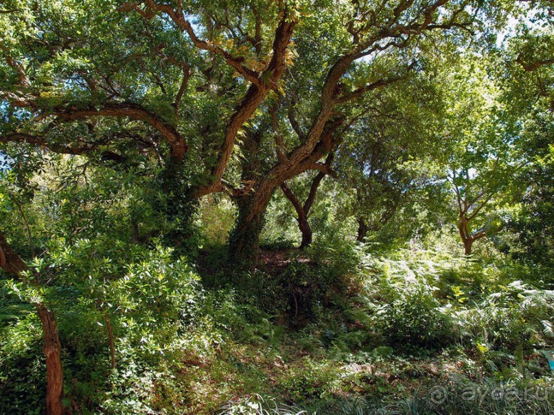 В волшебном царстве Монсеррат