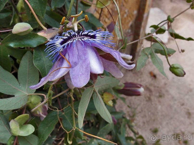 В волшебном царстве Монсеррат