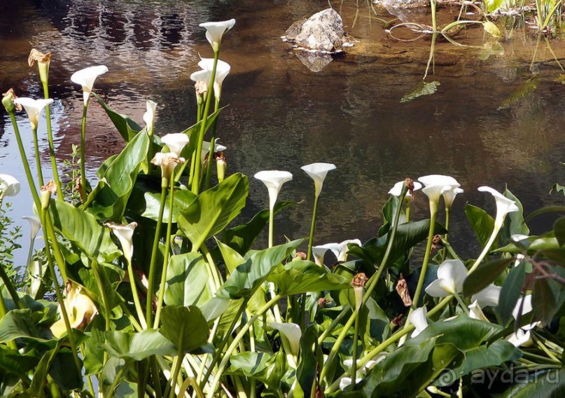 В волшебном царстве Монсеррат