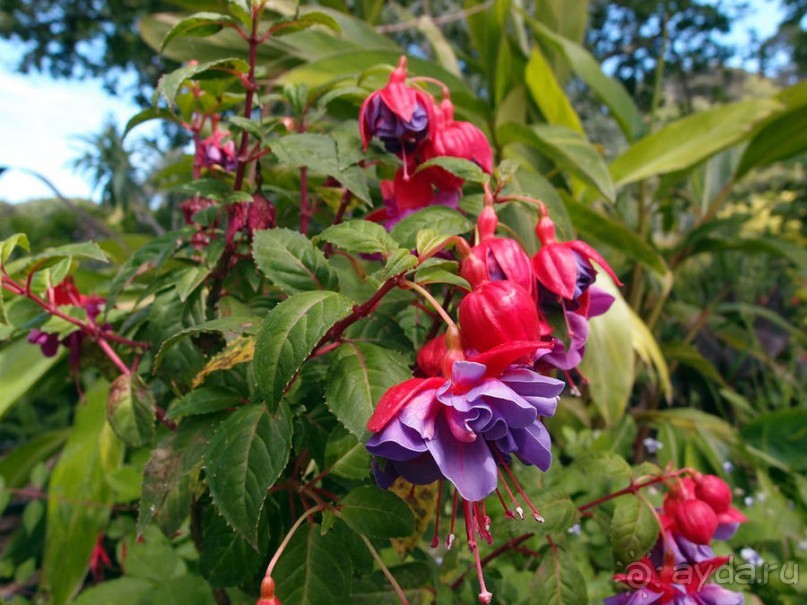 В волшебном царстве Монсеррат