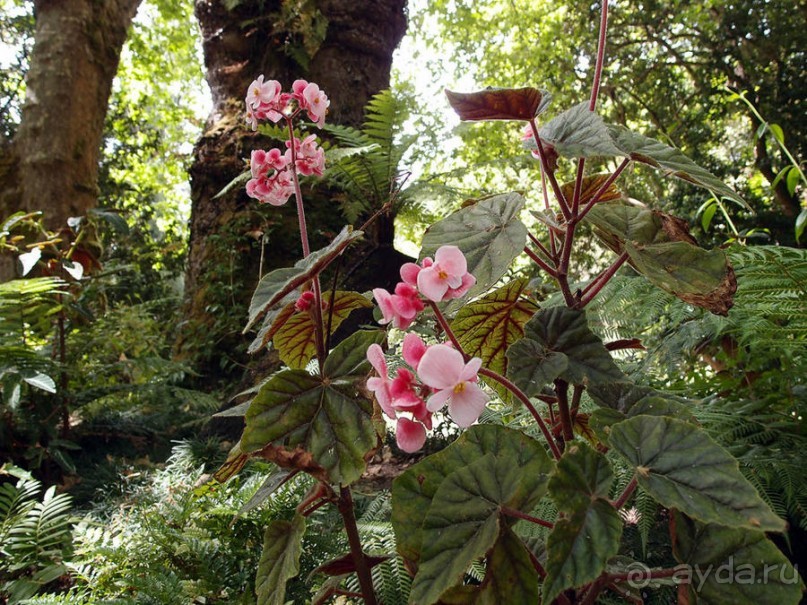 В волшебном царстве Монсеррат