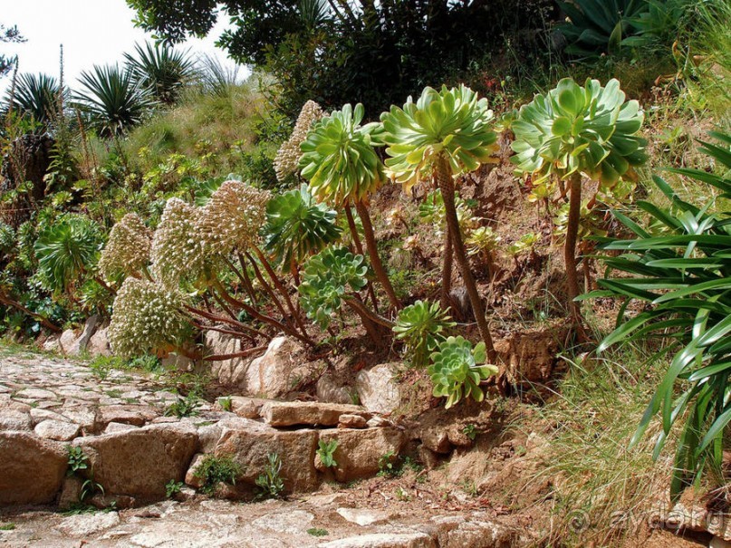 В волшебном царстве Монсеррат