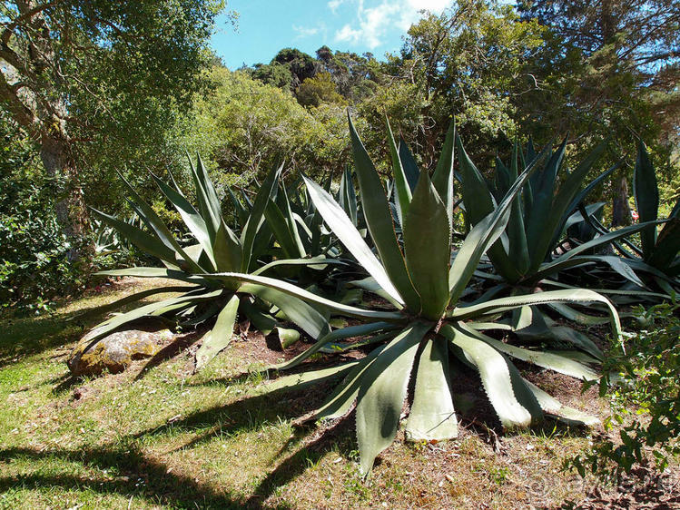 В волшебном царстве Монсеррат
