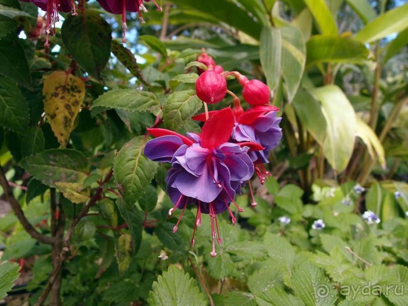 В волшебном царстве Монсеррат