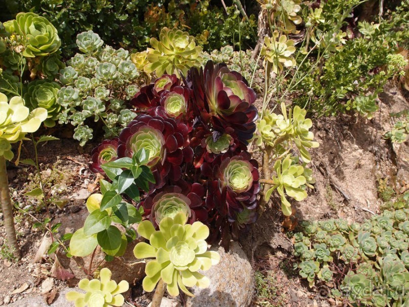 В волшебном царстве Монсеррат