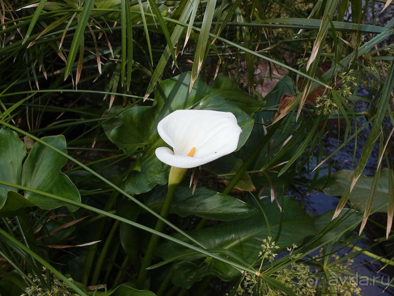В волшебном царстве Монсеррат