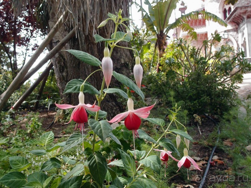 В волшебном царстве Монсеррат