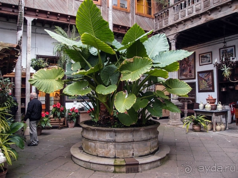 Балконы, драконы и геспериды 