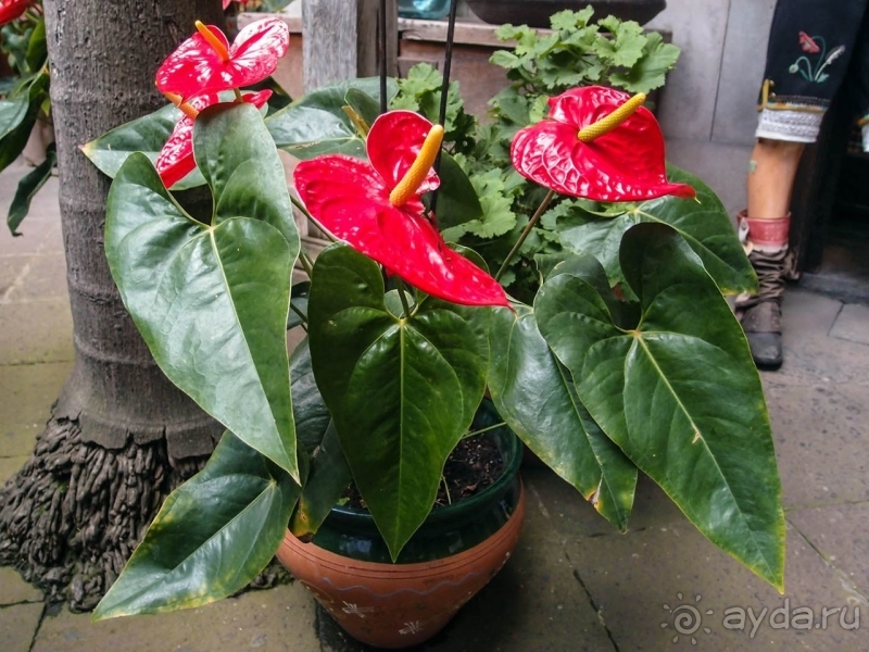 Балконы, драконы и геспериды 