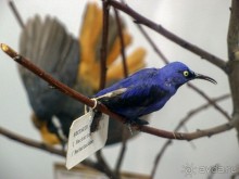 Бельгия и Конго