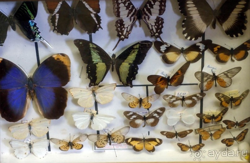 Бельгия и Конго