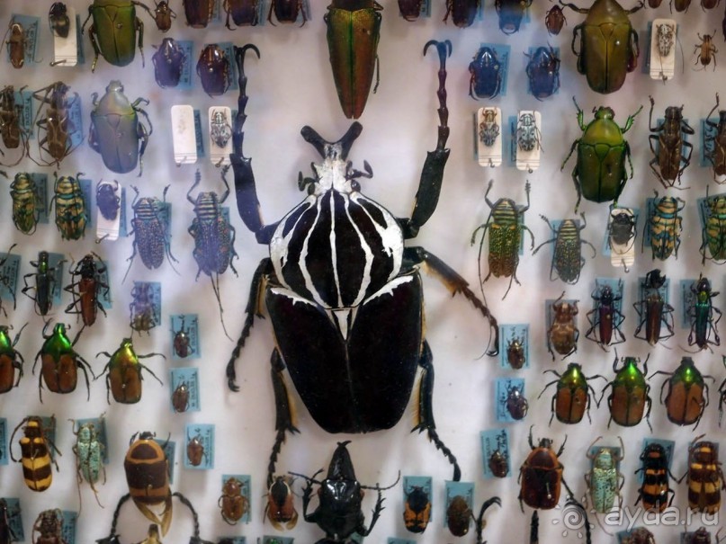 Бельгия и Конго