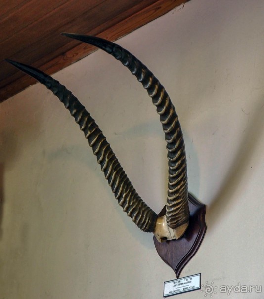 Бельгия и Конго