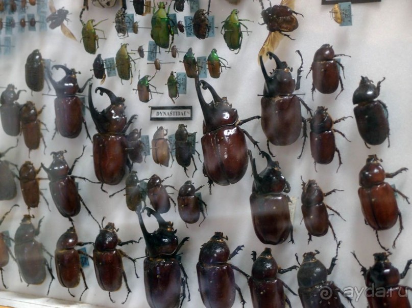 Бельгия и Конго