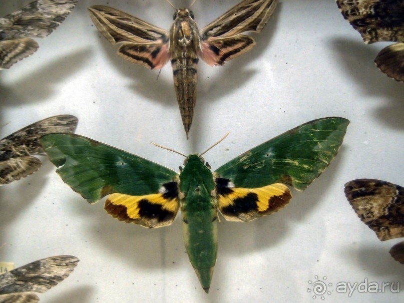 Бельгия и Конго