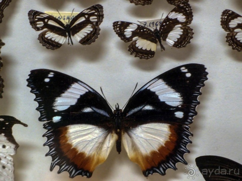 Бельгия и Конго