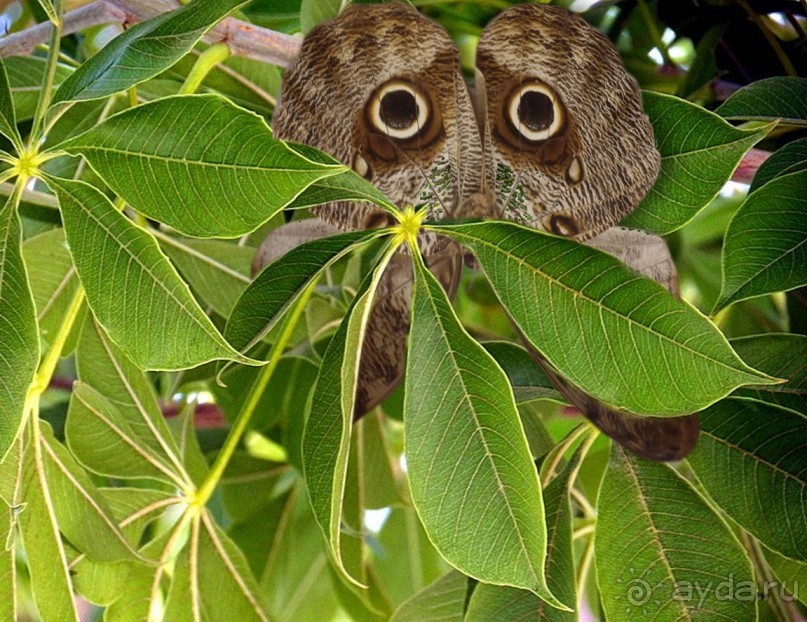 Бельгия и Конго