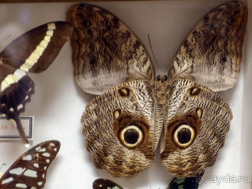 Бельгия и Конго