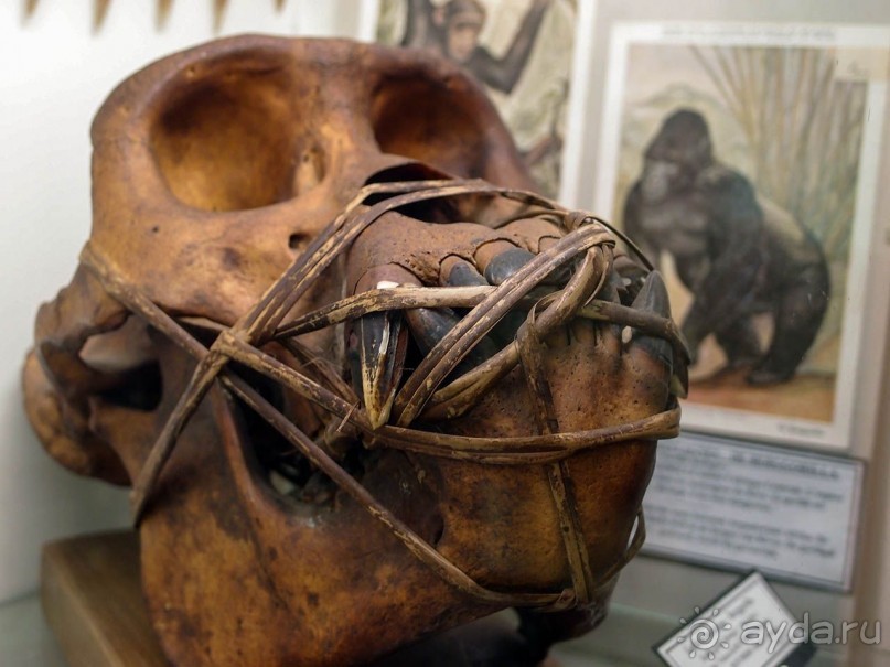 Бельгия и Конго