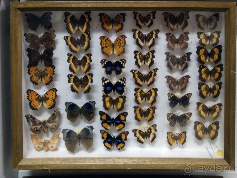 Бельгия и Конго