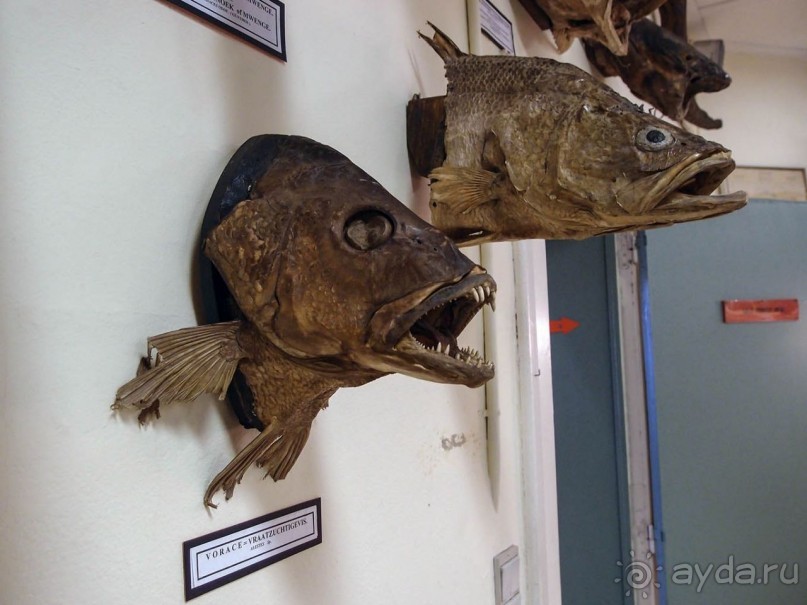 Бельгия и Конго