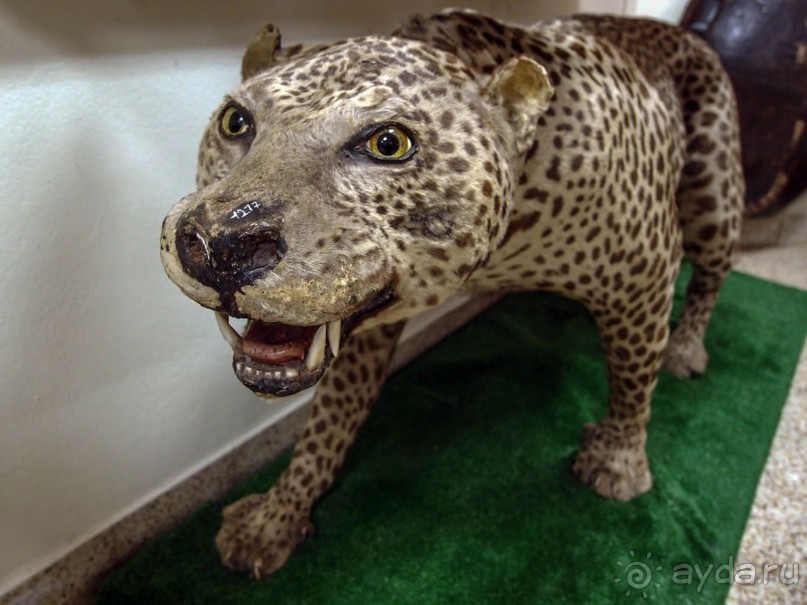 Бельгия и Конго