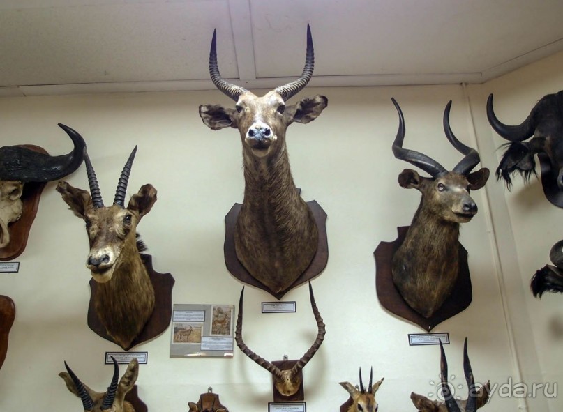 Бельгия и Конго