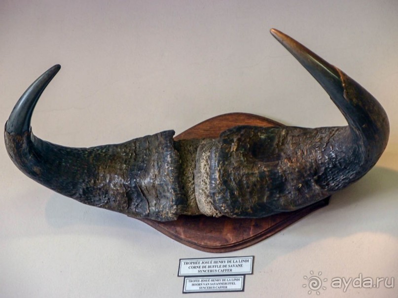 Бельгия и Конго