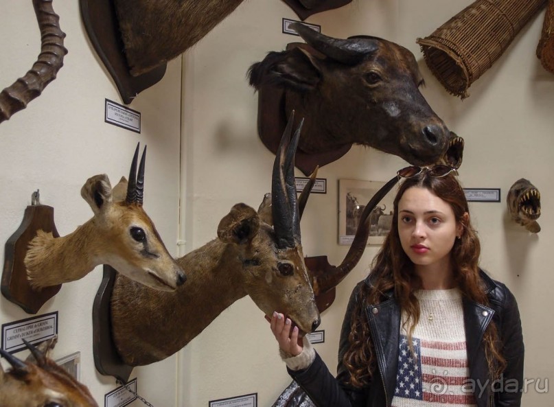 Бельгия и Конго