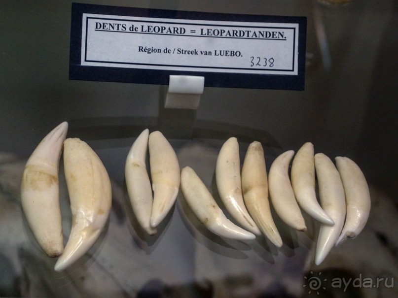 Бельгия и Конго