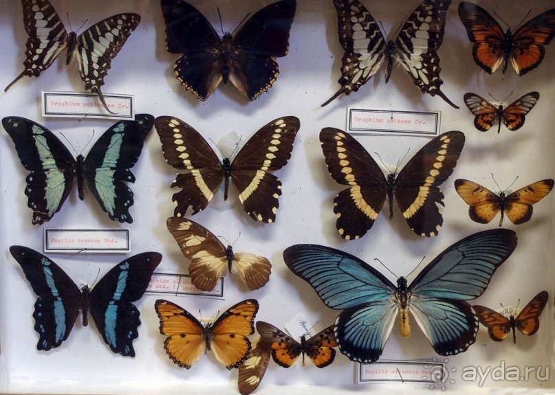 Бельгия и Конго