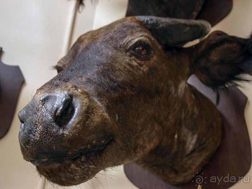 Бельгия и Конго