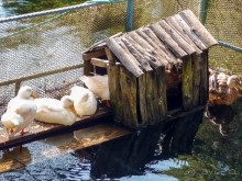 Светлые воды Свети Наума