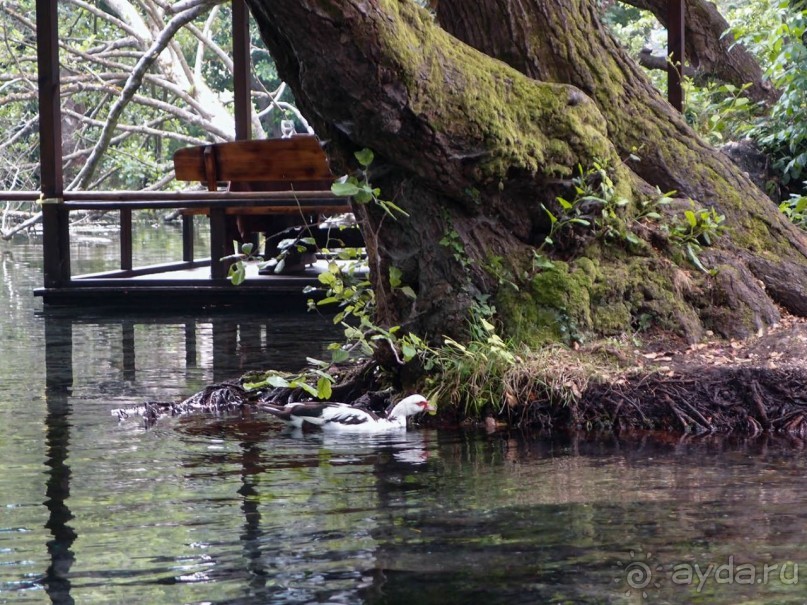 Светлые воды Свети Наума