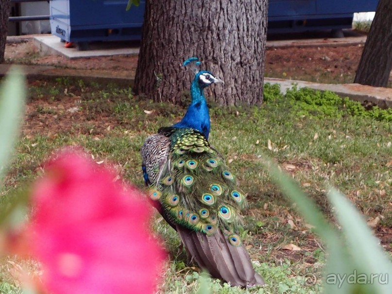 Светлые воды Свети Наума