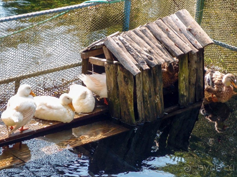 Светлые воды Свети Наума