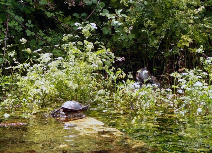 Светлые воды Свети Наума