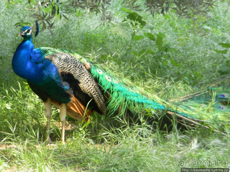 Двенадцать красных куполов