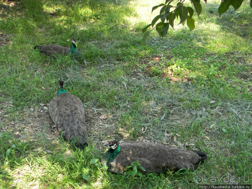 Двенадцать красных куполов
